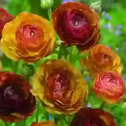 Ranunculus